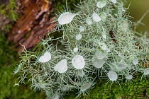 Lichen (Usnea florida) Snowdonia, North Wales, October.