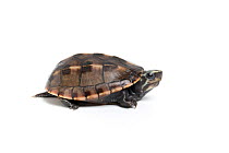 Three-striped mud turtle (Kinosternon baurii) sub-adult. Captive, endemic to United States.