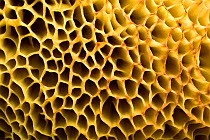 Pores on the underside of the cap of a Suede bolete fungus (Boletus subtomentosus) Peak District, Derbyshire, UK, October. Image taken using digital focus-stacking.