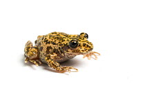 Mallorcan midwife toad (Alytes muletensis) Endemic to Majorca, Vulnerable species.