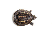 Three-striped mud turtle (Kinosternon baurii) hatchling. Captive, endemic to United States. Image taken using digital focus-stacking.