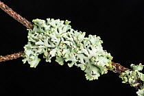 Lichen (Hypogymnia tubulosa) growing on pine twig, Norfolk, UK, November.