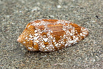 Textile cone shell (Conus textile) on beach, a highly venomous species, Borneo.