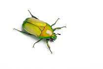African jewel beetle / Fruit chafer (Chlorocala africana camerunica) Captive, occurs in Africa.
