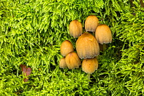 Mica cap / Shiny cap / Glistening inky cap fungus (Coprinellus micaceus) Peak District, Derbyshire, UK, October. Image taken using digital focus-stacking.