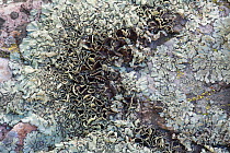 Cumberland rock-shield lichen (Xanthoparmelia cumberlandia) with numerous apothecia. San Diego, California, May.
