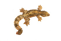 Kuhl's flying gecko (Ptychozoon kuhli) Captive, occurs in South East Asia.