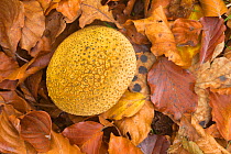 Common earthball (Scleroderma citrinum) Peak District, Derbyshire, UK, October.