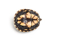 Three-striped mud turtle (Kinosternon baurii) hatchling, underside. Captive, endemic to United States.
