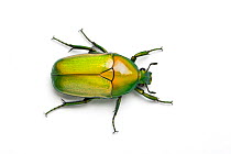 African jewel beetle / Fruit chafer (Chlorocala africana camerunica) Captive, occurs in Africa.