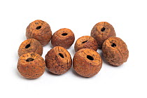 Empty nut shells opened by parakeets, Sri Lanka.