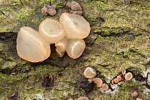 Beech jellydisc fungus (Neobulgaria pura) Peak District, Derbyshire, UK, October. Image taken using digital focus-stacking.