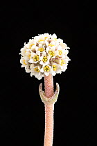 Succulent (Crassula tecta) flower in cultivation, endemic to South Africa. Image taken using digital focus-stacking.
