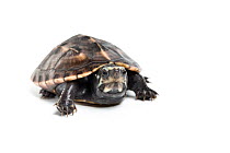 Three-striped mud turtle (Kinosternon baurii) sub-adult. Captive, endemic to United States.