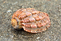 Major harp shell (Harpa major) on beach, Borneo.
