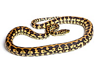 Carpet python (Morelia spilota) Queensland form, on white background, occurs in Australia, Indonesia and New Guinea.