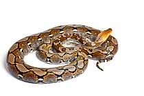 Reticulated python (Python reticulatus) on white background, occurs in South East Asia