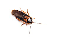 Orange-spotted cockroach (Blaptica dubia) on white background, occurs in Central and South America.