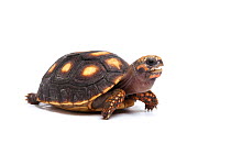 Red-footed tortoise (Chelonoidis carbonaria) hatchling on white background, occurs in South America