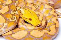 Reticulated python (Python reticulatus) 'lavender' form, on white background, occurs in South East Asia