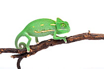 Veiled chameleon (Chamaeleo calyptratus) hatchling on white background, occurs in Yemen and Saudi Arabia.