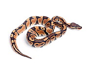 Royal python (Python regius) on white background, occurs in West Africa
