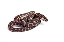 Carpet python (Morelia spilota) hatchling on white background, occurs in Australia, Indonesia and New Guinea.