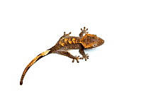 Crested gecko (Rhacodactylus ciliatus) on white background, endemic to New Caledonia
