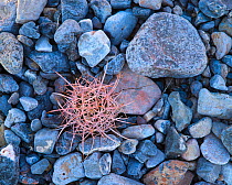 Cotton top cactus (Echinocactus polycephalus) among rocks, Death Valley National Park, California, USA, August.