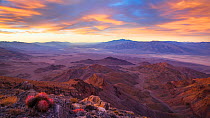 Sunrise over Death Valley (from Corkscrew Peak) with Cottontop cactus  (Echinocactus polycephalus). View extending all the way to Badwater  (center left near the horizon), the Mesquite Dunes  (right),...