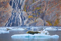 Harbour seal (Phoca vitulina) hauled out on an iceberg, Johns Hopkins Inlet, Glacier Bay National Park, Alaska, USA, August 2014.
