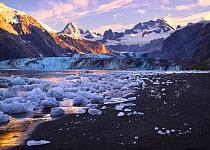 Icebergs collecting at low tide on a black sand beach at the head of the Johns Hopkins Inlet, with a view of the Johns Hopkins Glacier and the Fairweather Mountains, Glacier Bay National Park, Alaska,...