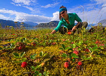 Hiker collecting wild strawberries (Fragaria) near camp on a small island in Glacier Bay National Park, Alaska, USA, August 2014. Model released.