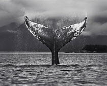 Black and white photograph of humpback whale (Megaptera novaeangliae) tail slapping at surface, Glacier Bay National Park, Alaska, USA, August 2014.