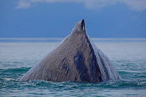 Humpback whale (Megaptera novaeangliae) surfacing, Glacier Bay, Alaska, USA, August 2014.