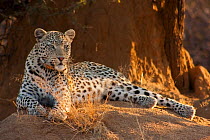 Leopard (Panthera pardus) resting,  Erindi Game Reserve, Namibia.