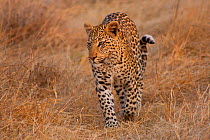 Leopard (Panthera pardus) walking through dry grassland, Erindi Game Reserve, Namibia