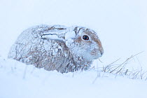 Mountain hare (Lepus timidus) in heavy snowfall, Cairngorms National Park, Scotland. January.