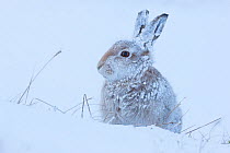 Mountain hare (Lepus timidus) in heavy snowfall, Cairngorms National Park, Scotland. January.