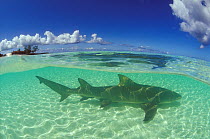 Sicklefin lemon shark (Negaprion acutidens)  in the lagoon of Picard Island, Aldabra, Seychelles, Indian Ocean.