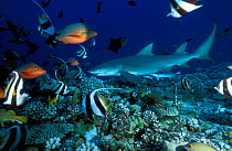 Sicklefin lemon shark (Negaprion acutidens) surrounded by fish on coral reef, Moorea Island, Society Islands, French Polynesia, Pacific Ocean.