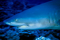 Sicklefin lemon shark (Negaprion acutidens) close up of head on  coral reef,  Moorea Island, Society Islands, French Polynesia, Pacific Ocean.