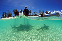 Sicklefin lemon shark (Negaprion acutidens) and Blacktip reef shark  (Carcharhinus melanopterus) with people standing in the water, and a RIB in the background, lagoon of Picard Island, Aldabra, Seych...