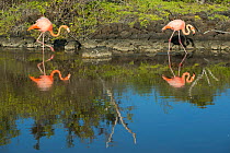American flamingos (Phoenicopterus ruber) at edge of water, Borrero Bay, Santa Cruz Island, Galapagos, Ecuador.