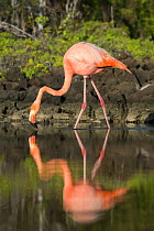 American flamingo (Phoenicopterus ruber) at edge of water, Borrero Bay, Santa Cruz Island, Galapagos, Ecuador.
