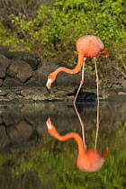 American flamingo (Phoenicopterus ruber) at edge of water, Borrero Bay, Santa Cruz Island, Galapagos, Ecuador.