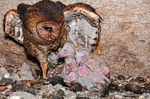 Barn owl (Tyto alba punctatissima) at nest with chicks in cave beneath building site. Santa Cruz Island, Galapagos, Ecuador.