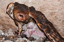 Barn owl (Tyto alba punctatissima) at nest with chicks in cave beneath building site. Santa Cruz Island, Galapagos, Ecuador.