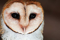 Barn owl (Tyto alba punctatissima) portrait, Santa Cruz Island, Galapagos, Ecuador.