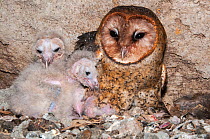 Barn owl (Tyto alba punctatissima) on nest with chicks in cave beneath building site. Santa Cruz Island, Galapagos, Ecuador.